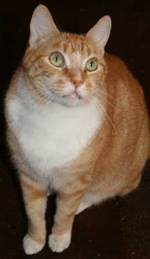 pet of the week